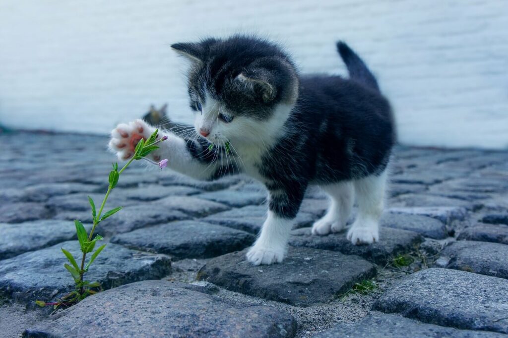 새끼 고양이 꽃을 만지고 있는 사진