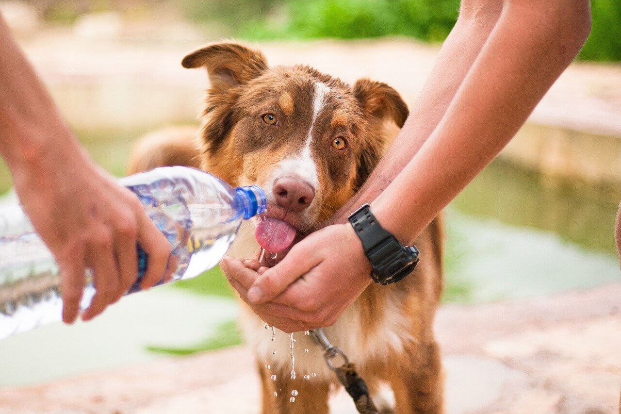 강아지가 물을 마시고 있는 사진