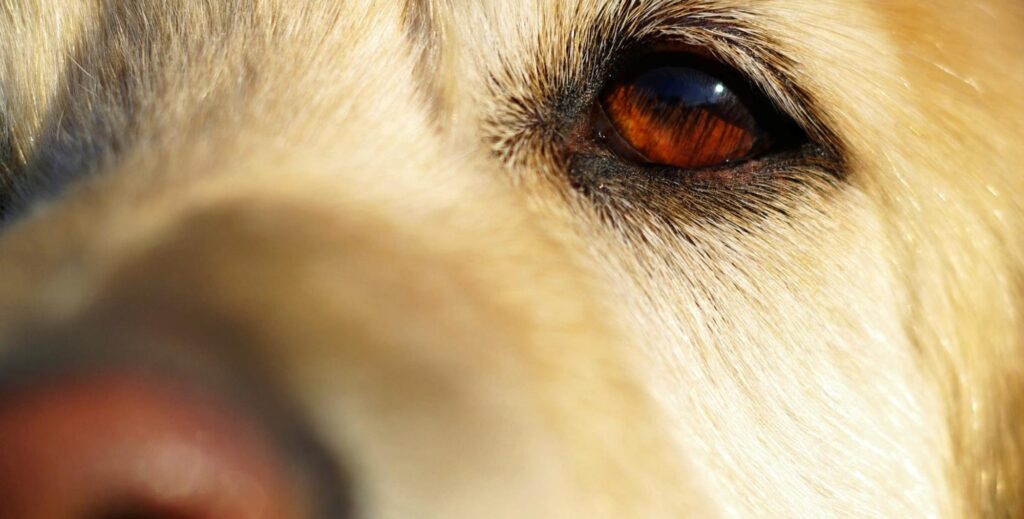 dog eye disease