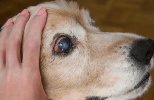 dog-eye-disease1