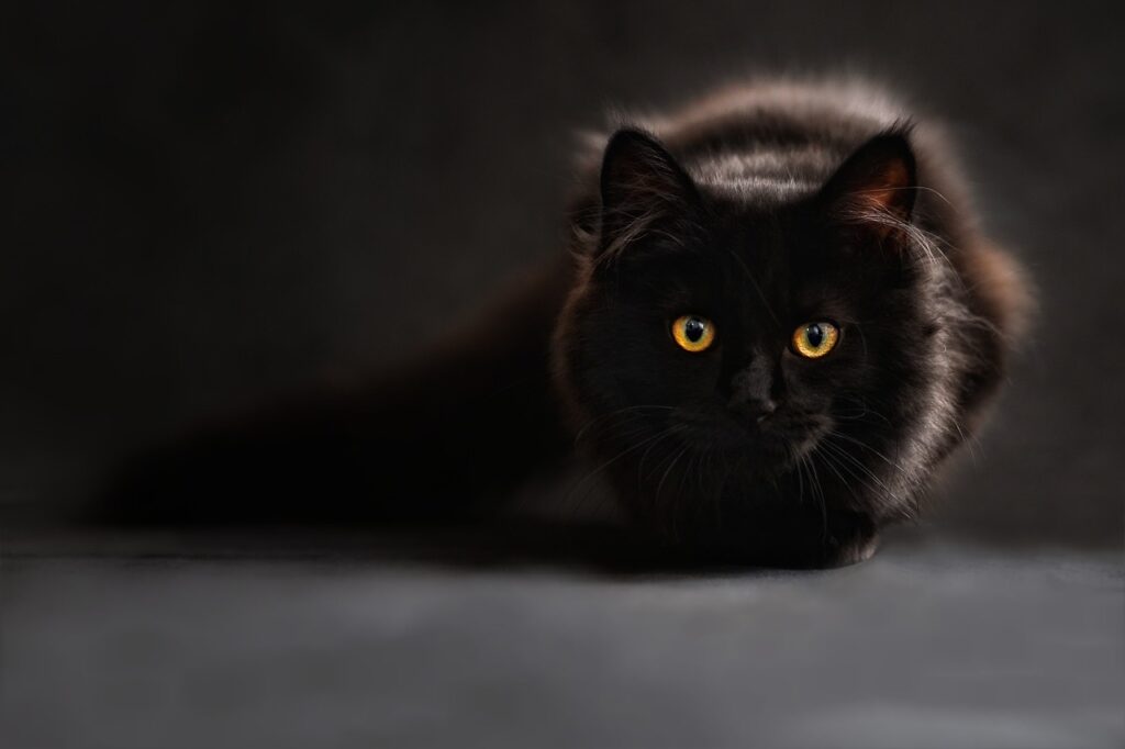고양이 신부전 검은고양이 그림자속