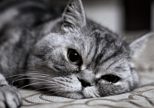 고양이-우울증-증상-누워있는-고양이