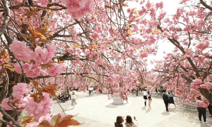 2024년 전국 벚꽃 개화시기 경주-왕벚꽃축제